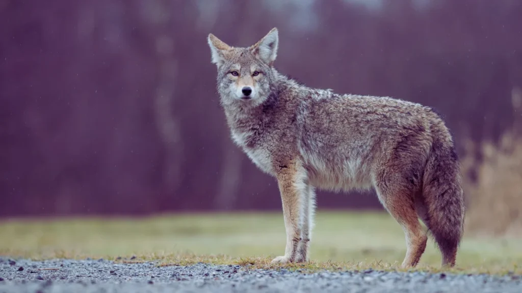 Male Coyote Names
