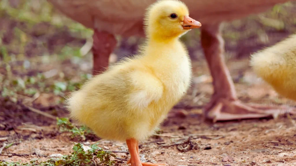 Baby Goose Names