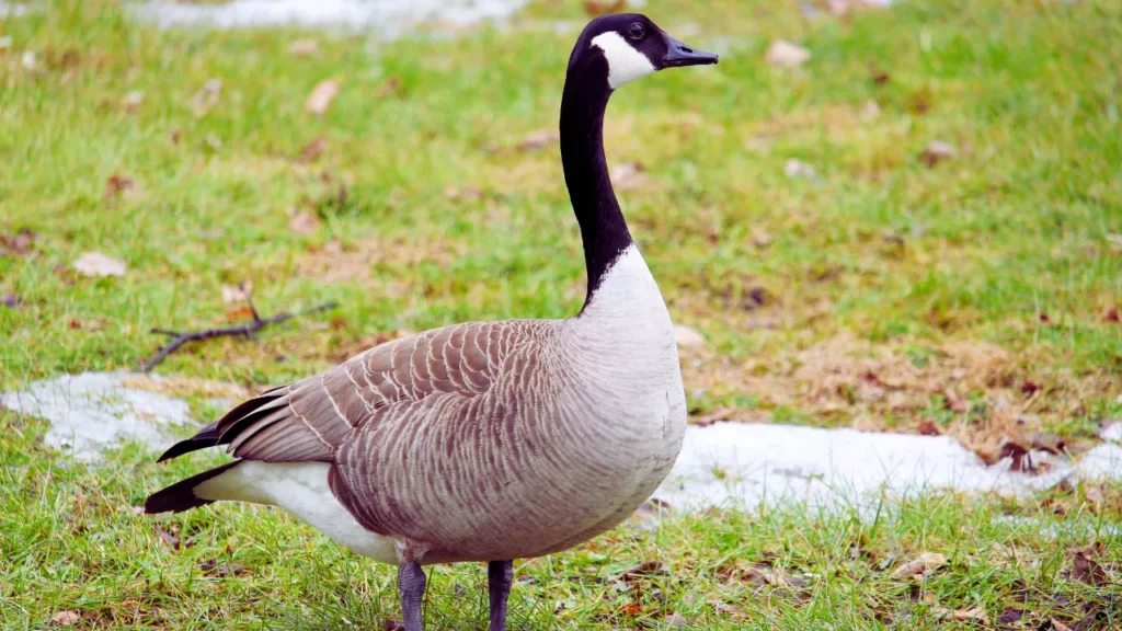 Pet Goose Names