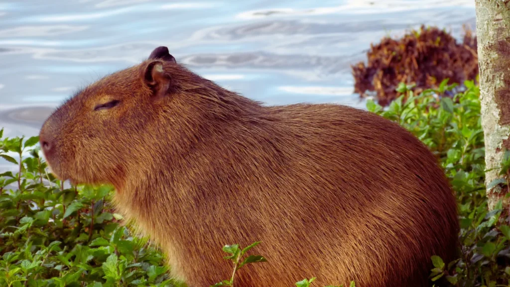 Good Capybara Names