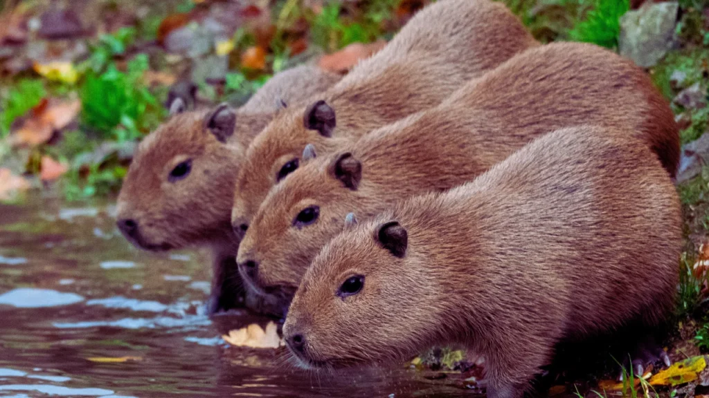 Baby Capybara Names