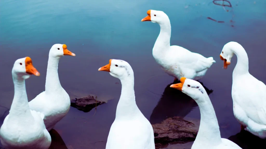 Funny Goose Names