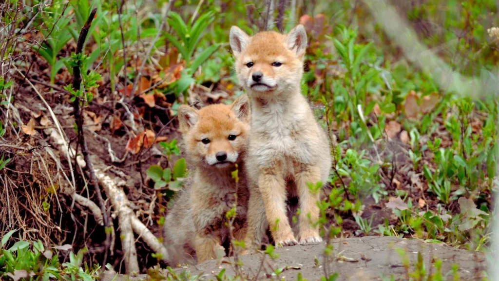 Baby Coyote Names