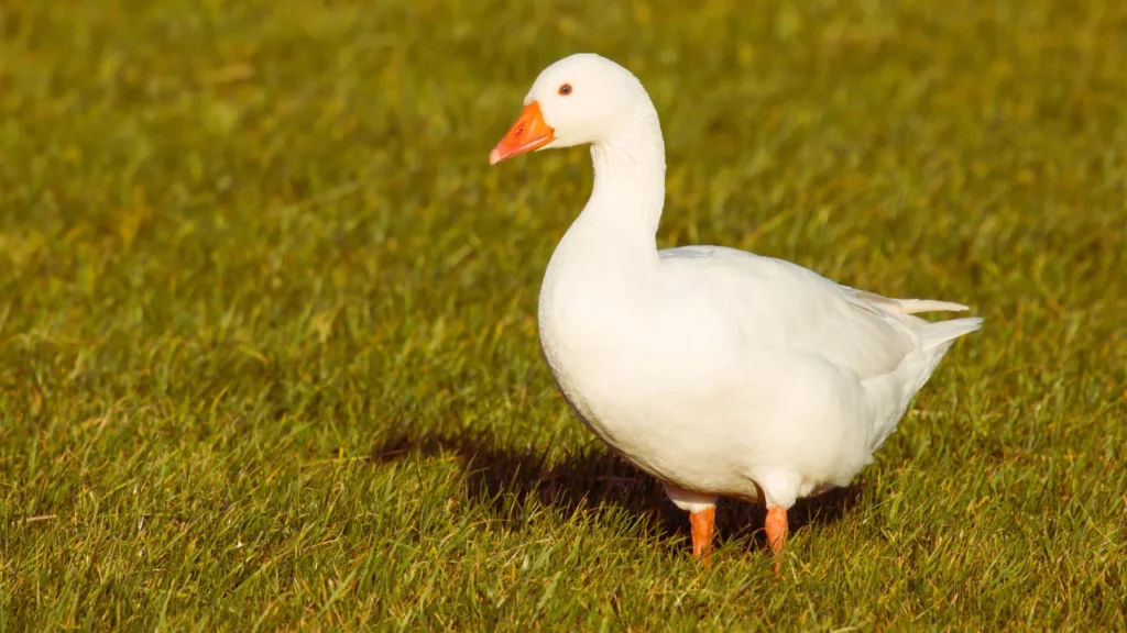 Male Goose Names