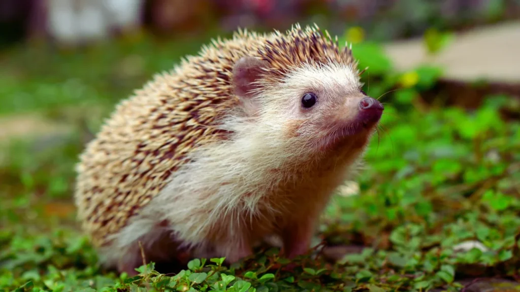 Top 15 Names for Hedgehog