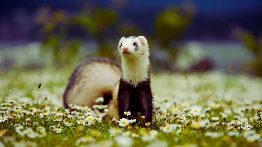 Clever Ferret Names