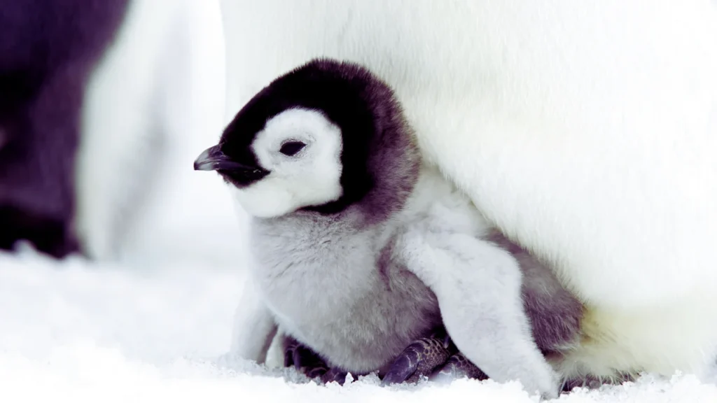 Baby Penguin Names