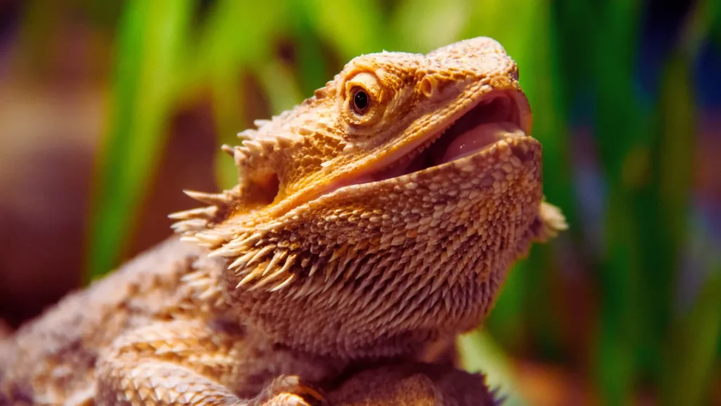 Adorable Bearded Dragon Names