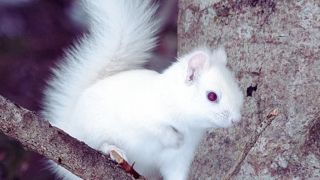 Baby Squirrel Names