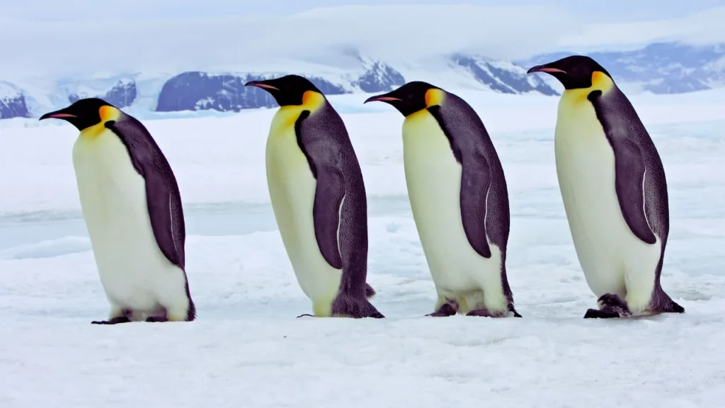 Famous Penguin Names