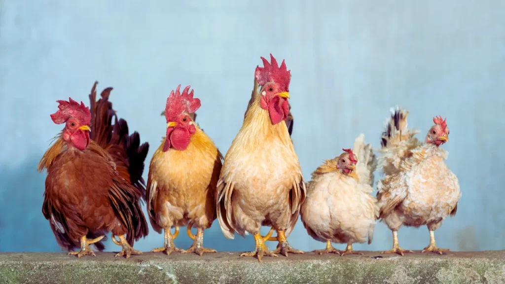 Good Chicken Names