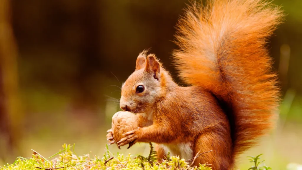 Male Squirrel Names