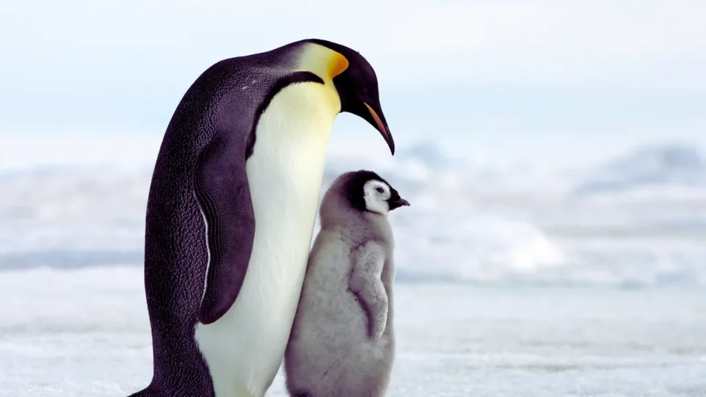 Creative Penguin Names