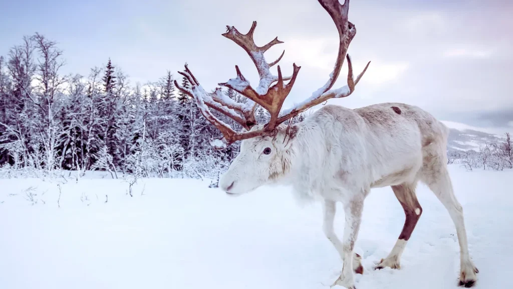 Good Moose Names