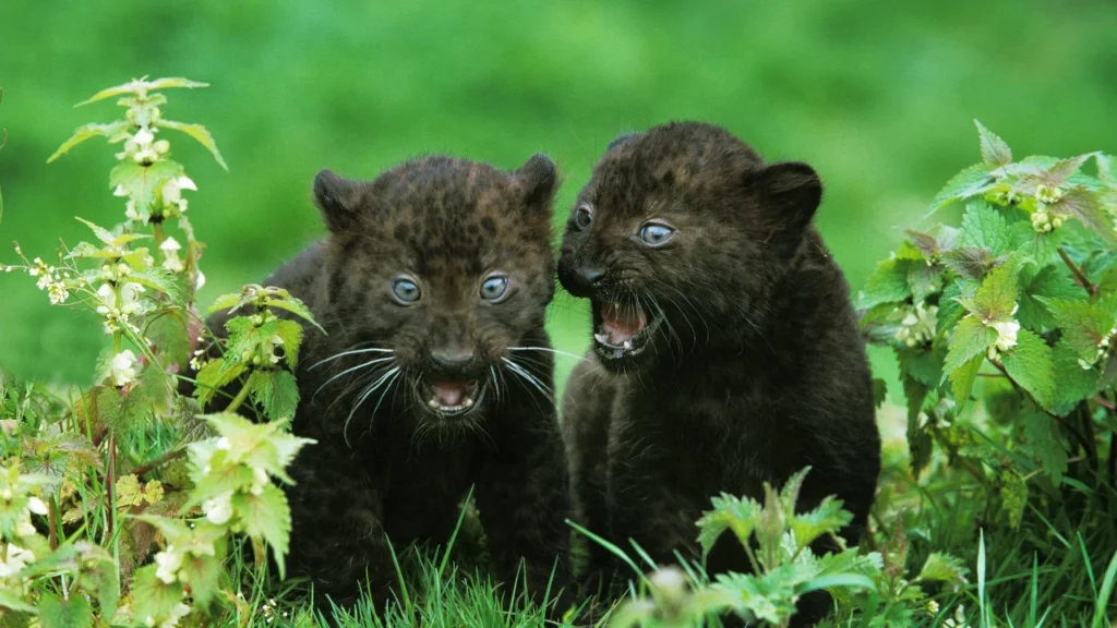 Panther Baby Names