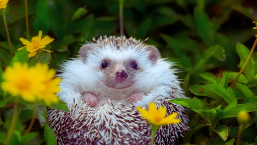 Hedgehog Names Starting with H