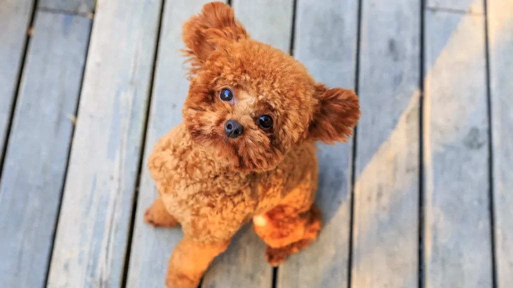 Funny Poodle Names