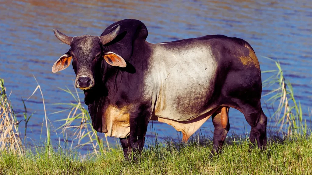 Unique Bull Names