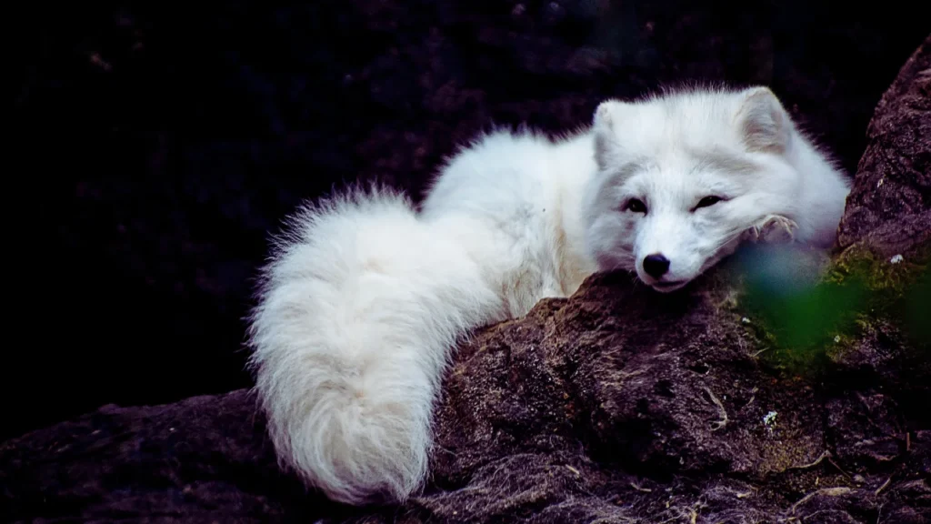 Mythological Fox Names