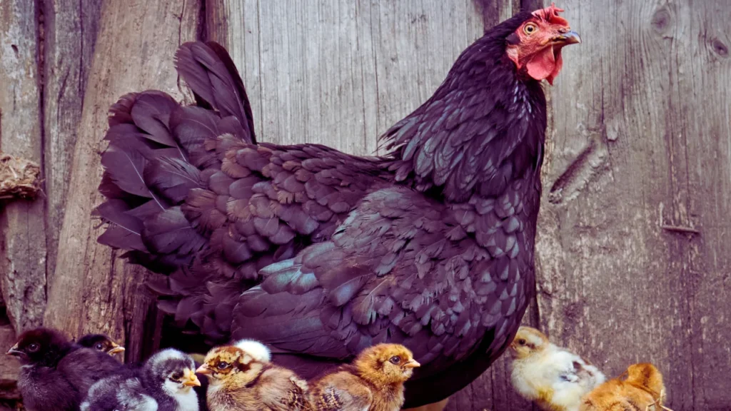 Black Chicken Names
