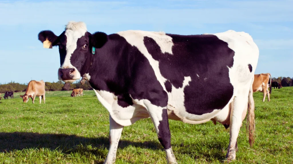 White Cow Names
