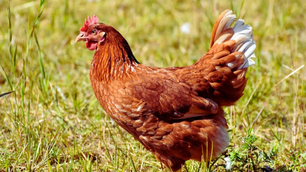 Pet Chicken Names