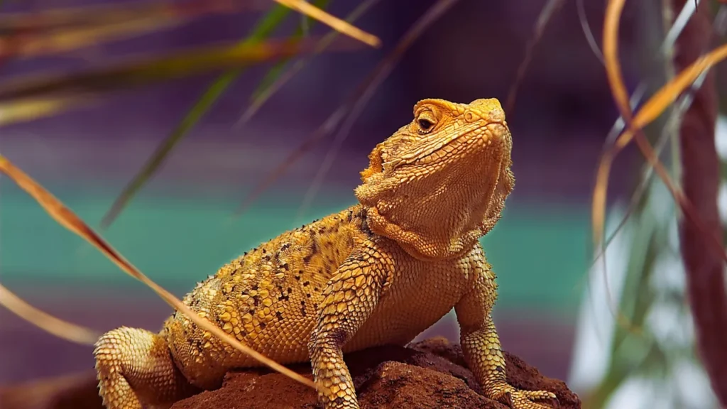 Baby Bearded Dragon Names