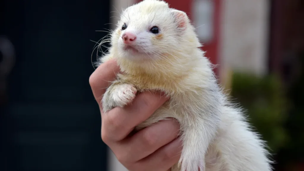 Female Ferret Names