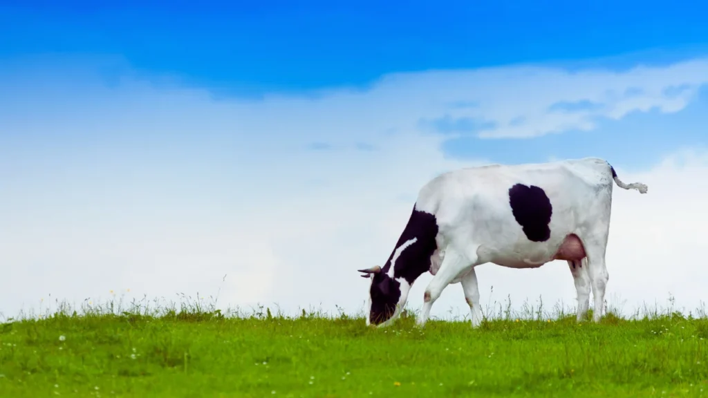 Clever Cow Names