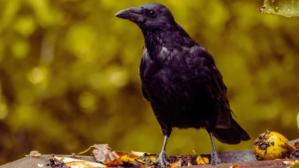 Unique Crow Names