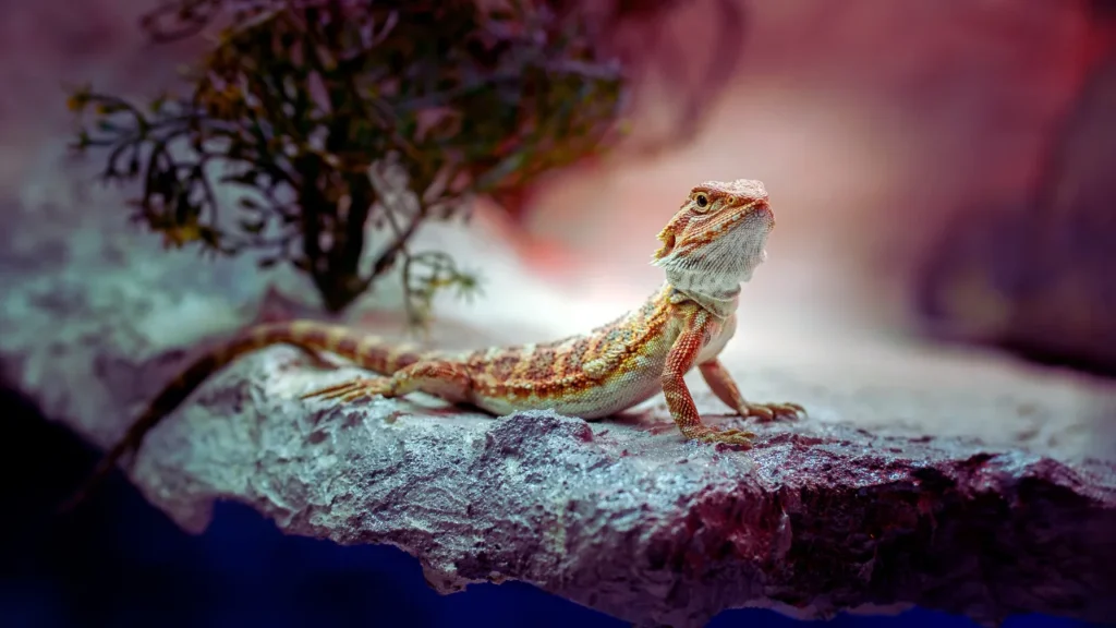 Funny Bearded Dragon Names