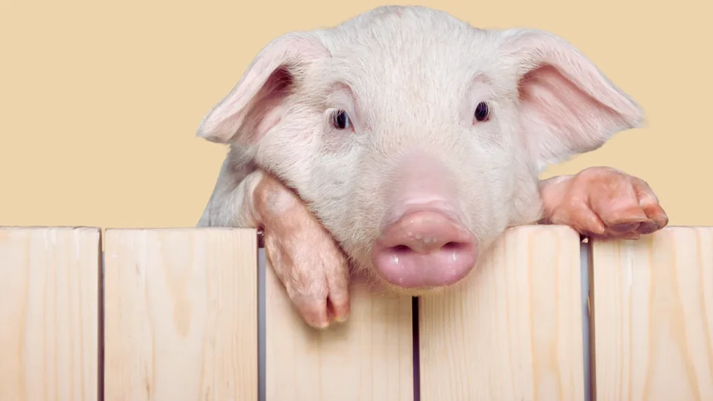 Cute Pig Names