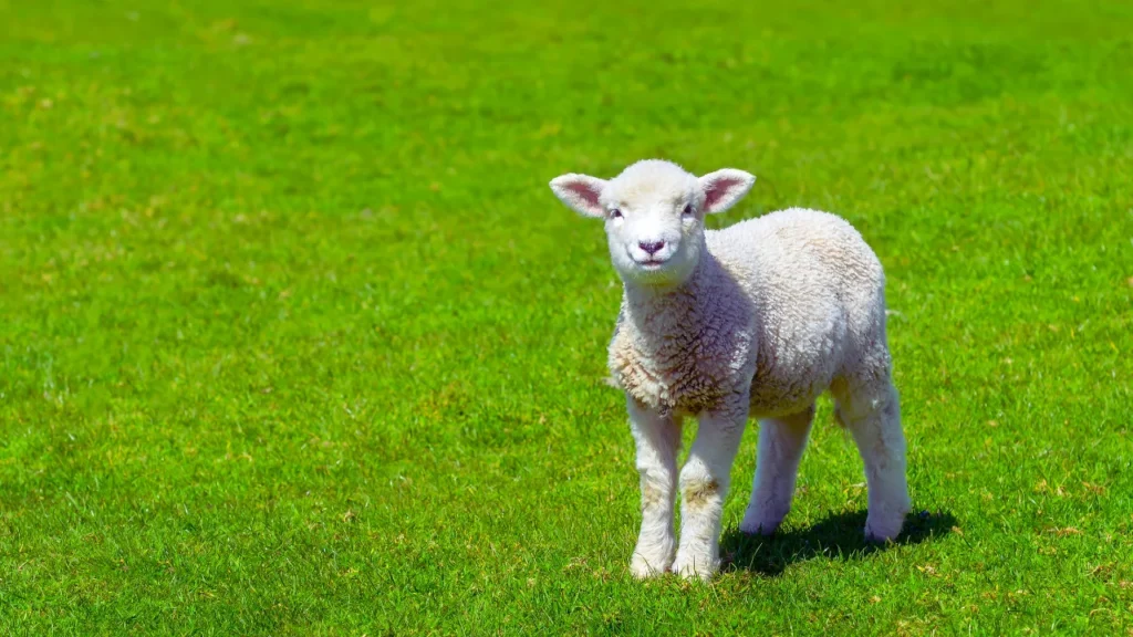 Cute Sheep Names