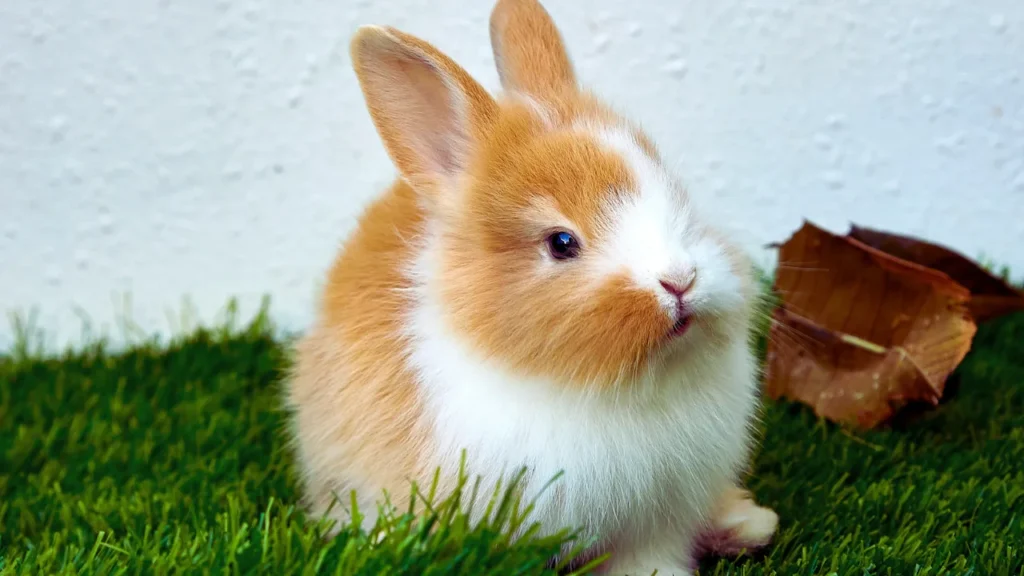 Good Holland Lop Bunny Names