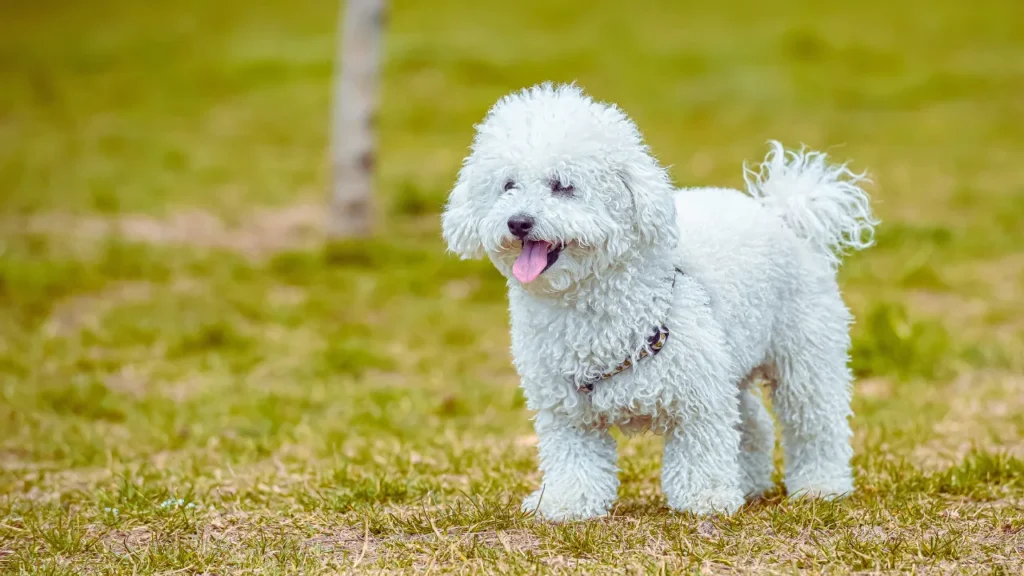 Boy Poodle Names