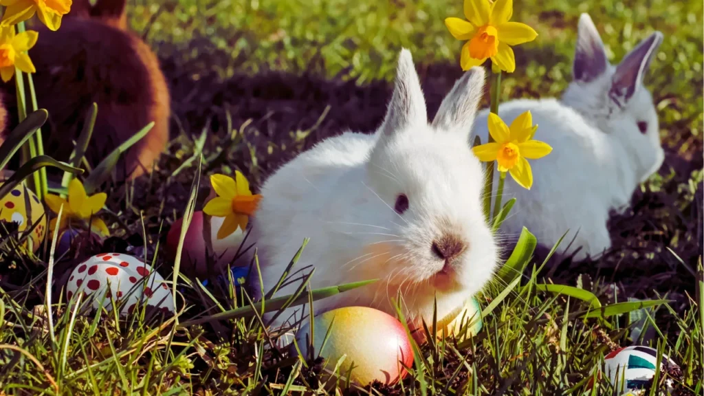 Bunny Names in Different Languages