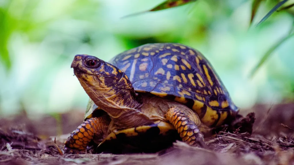 Awesome Turtle Names