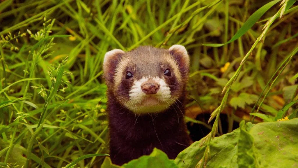 Cute Ferret Names for Boys