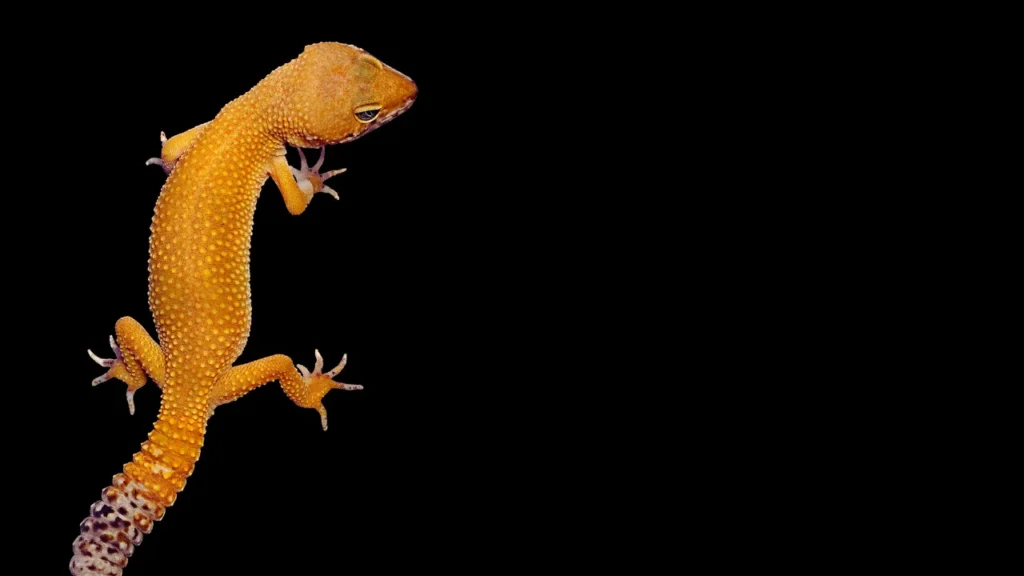 Good Leopard Gecko Names