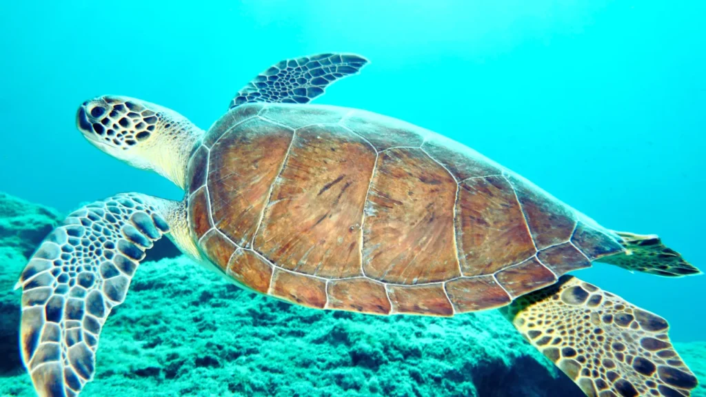Names of the Turtles in Finding Nemo