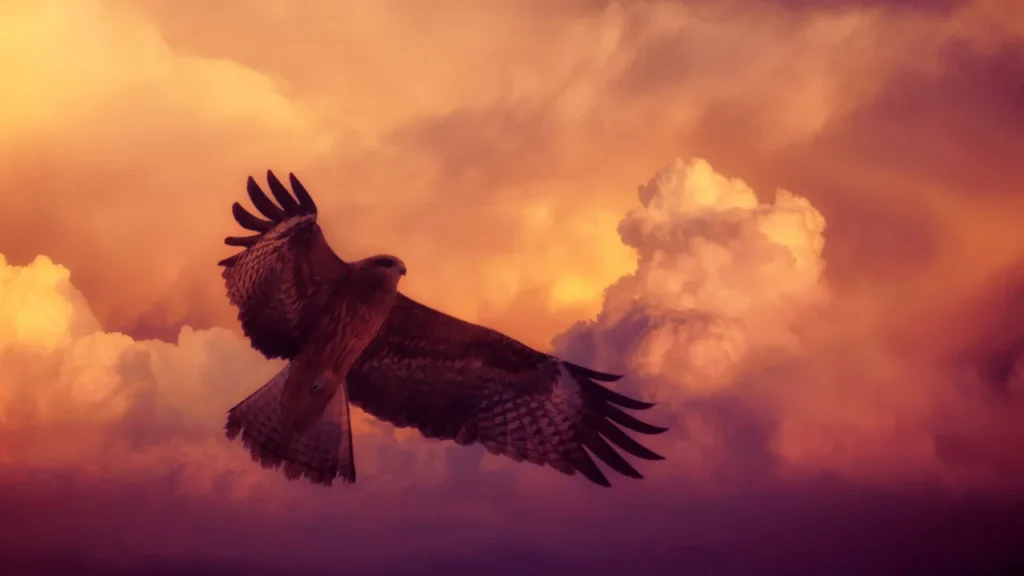 Black Hawk Names