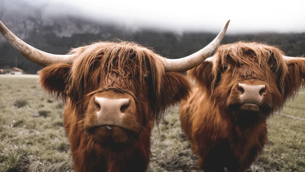Highland Cow Names