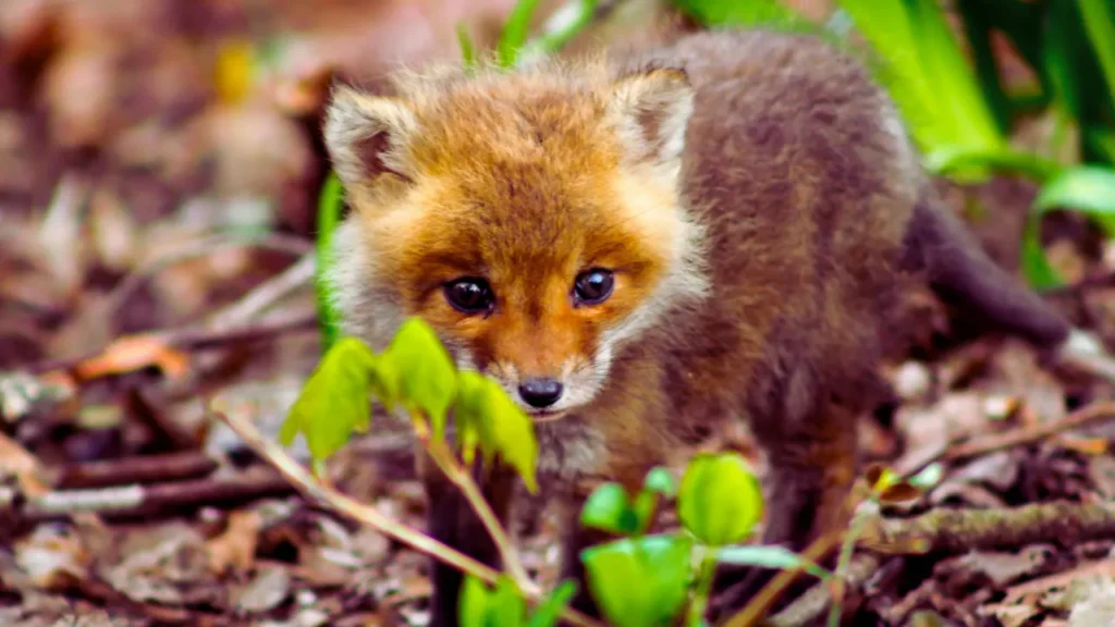 Baby Fox Names