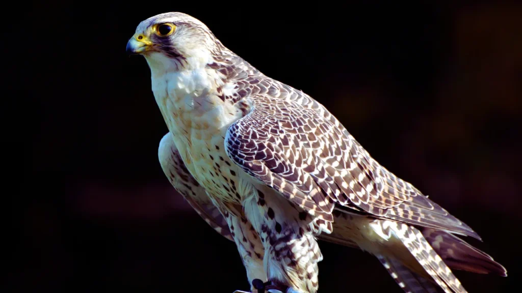 Fearless Hawk Names