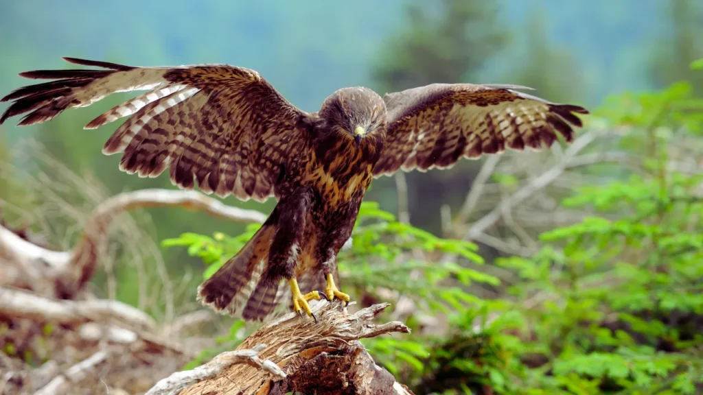 Royal Hawk Names