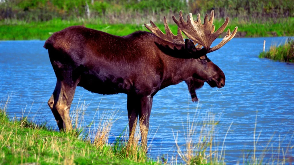 Stuffed Moose Names