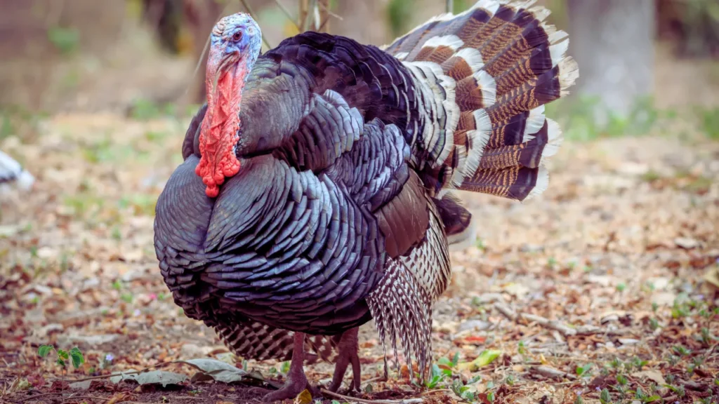 Unique Turkey Names