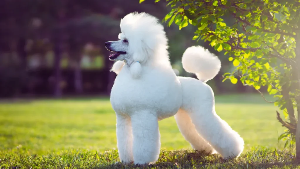 French Poodle Names