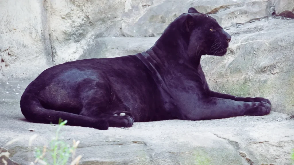 Nicknames for Black Panther