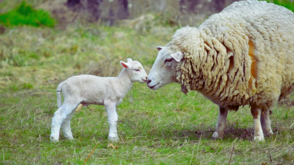 Baby Sheep Names